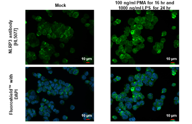 Anti-NLRP3 antibody [HL5077] used in Immunocytochemistry/ Immunofluorescence (ICC/IF). GTX645267